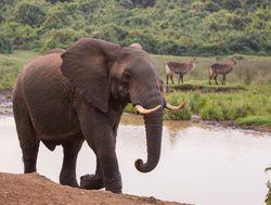 Aberdare National Park elephant