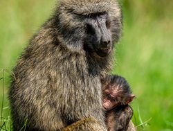 Aberdare National Park mother baboon with baby