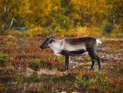 Abisko National Park reindeer