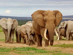 Addo Elephant National Park herd of elephants