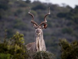 Addo Elephant National Park male kudu