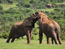 Addo Elephant National Park two elephants fighting