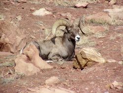 Arches National Park big horn sheep