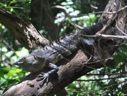 Arenal National Park Iguana