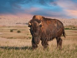 Bison in Badlands National Park
