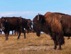 Group of Bison in Badlands South Dakota