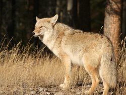 Banff National Park coyote