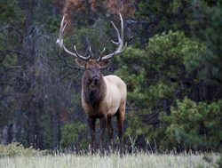 Banff National Park male elk