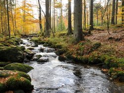 Bavarian Forest National Park stream through the forest