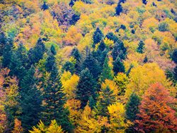 Bieszczady National Park fall foliage