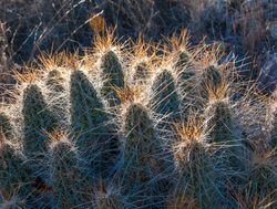 Big Bend National Park cactus vegetation