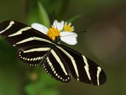 Biscayne National Park butterfly