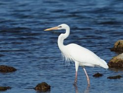 Biscayne National Park crane