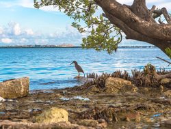 Biscayne National Park stork along the shoreline