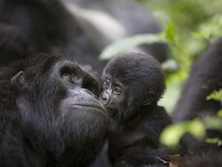 Bwindi Impenetrable National Park baby gorilla kissing mother