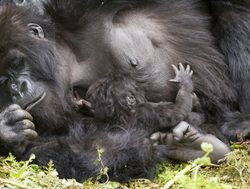 Bwindi Impenetrable National Park baby gorilla nursing