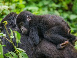 Bwindi Impenetrable National Park baby gorilla on mother%27s back