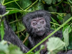 Bwindi Impenetrable National Park baby gorilla