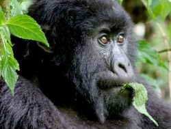 Bwindi Impenetrable National Park gorilla eating
