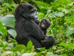 Bwindi Impenetrable National Park mother gorilla with baby