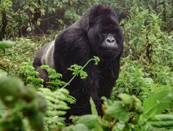 Bwindi Impenetrable National Park silverback gorilla