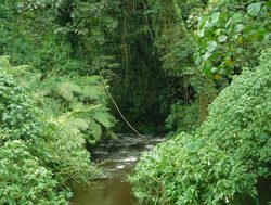 Bwindi Impenetrable National Park small river through jungle