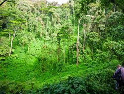 Bwindi Impenetrable National Park trekking the jungle