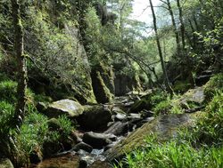 Cairngorms National Park dense forest