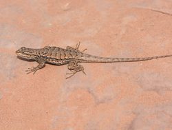 Canyonlands National Park desert spiny lizard