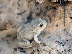 Spade foot toad in Capitol Reef National Park