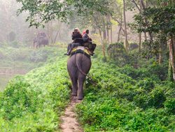 Chitwan National Park elephants safari trail