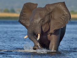 Chobe National Park elephant crossing river