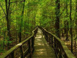 Congaree board trail through the park