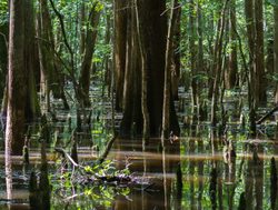 Swampland of Congaree National Park