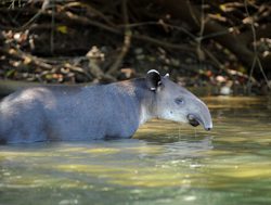 Corcovado National Park tapir