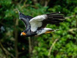 Cotopaxi National Park Caracara Orange beak