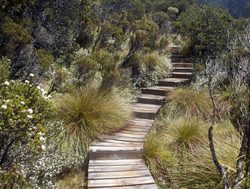 Cradle Mountain Lake St. Clair boarded stairs for trail