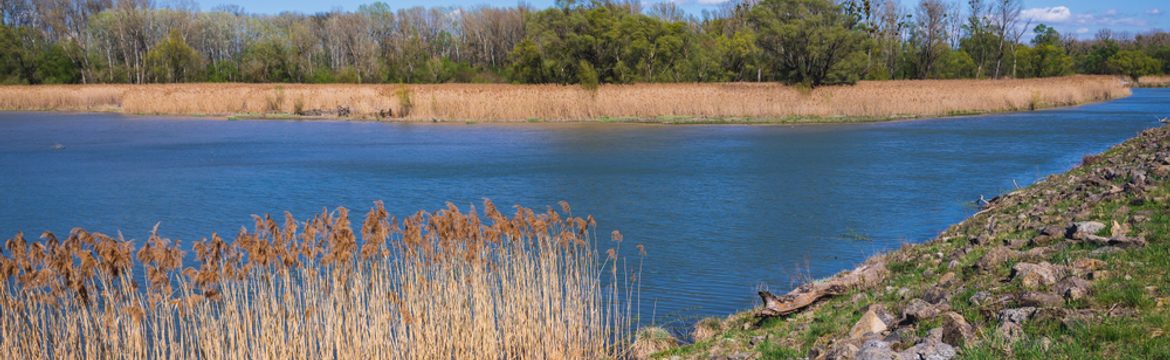 Featured image for Danube-Auen National Park