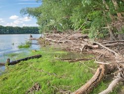 Danube Auen National Park shoreline