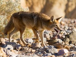 Death Valley California Coyote