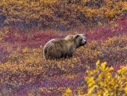 Denali National Park Grizzly Bear_368406296