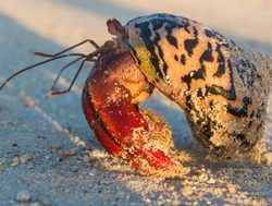 Dry Tortugas National Park Hermit Crab