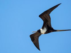 Frigatebird in Dry Tortugas National Park Frigatebird