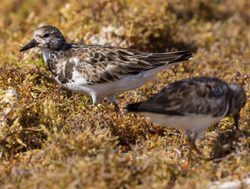 turnstone Birds in the Dry Tortugas region