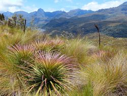 El Cajas National Park vegetation and landscape