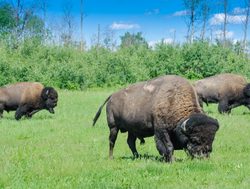 Elk Island National Park three bison grazing