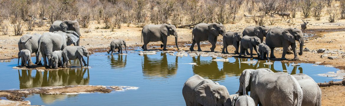 Featured image for Etosha National Park