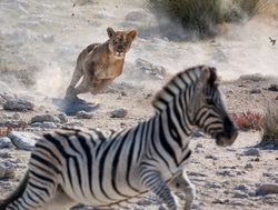 Etosha National Park lion hunting zebra