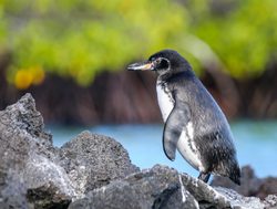 Galapagos Island National Park penguin_1073820761