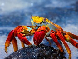 Galapagos Island National Park sally lightfoot crab